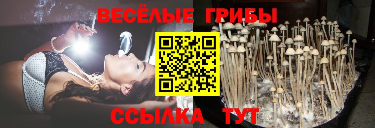 Псилоцибиновые грибы Cubensis Десногорск